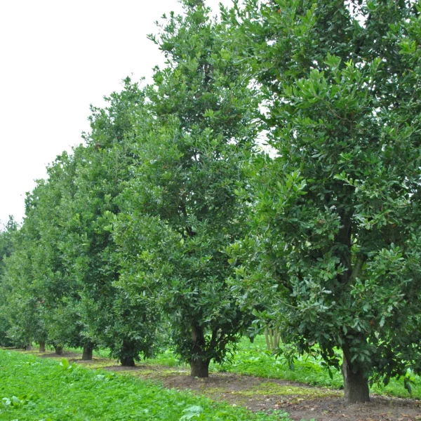 Quercus ×turneri 'Pseudoturneri' – dub Turnerův