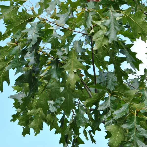 Quercus velutina 'Albertsii' – dub sametový 'Albertsii'