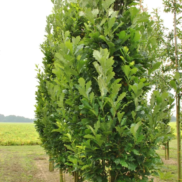 Quercus ×warei REGAL PRINCE ('Long') – dub ×warei REGAL PRINCE ('Long')