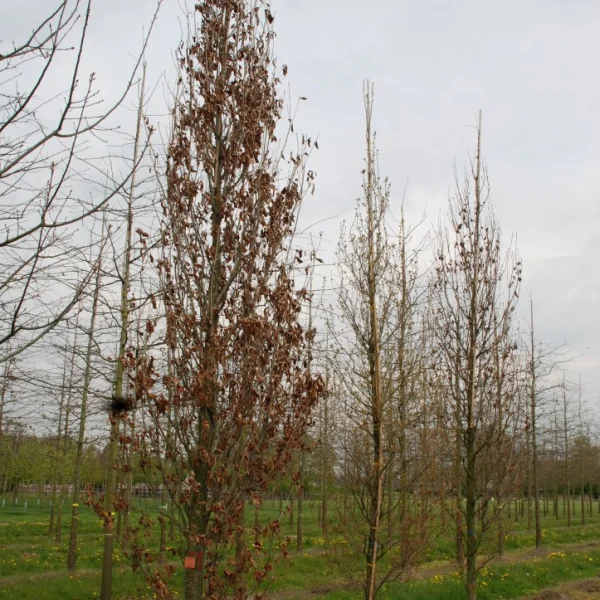 Quercus ×warei 'Wind Candle' – dub křížený 'Wind Candle'
