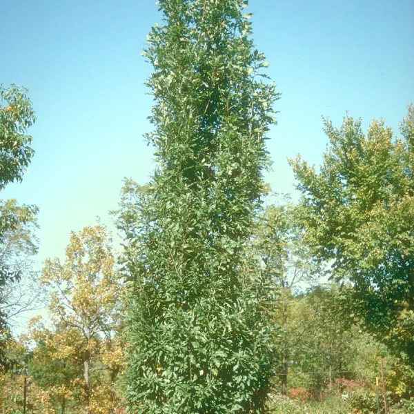 Quercus 'Columna' – dub 'Columna'