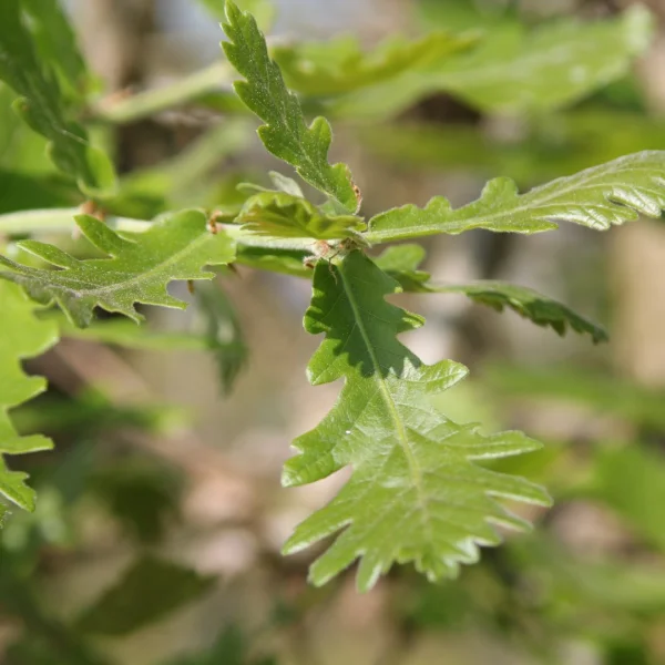 Quercus 'Macon' – dub 'Macon'