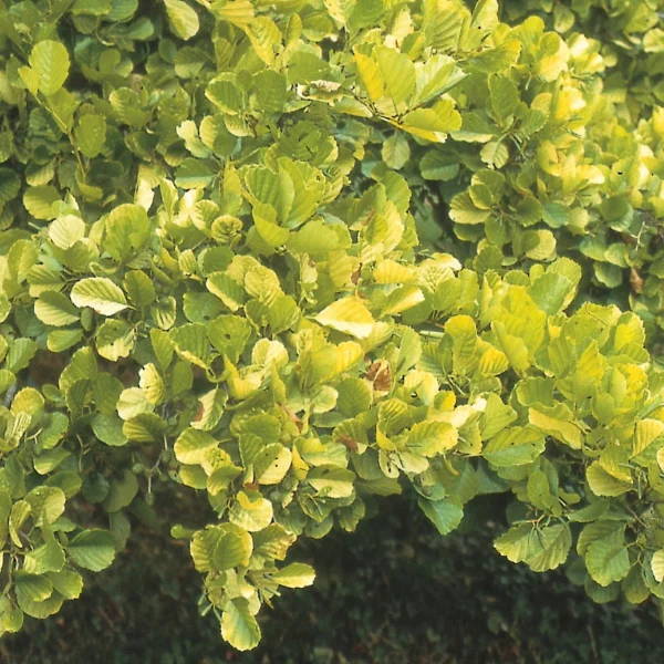 Alnus glutinosa 'Aurea' – olše lepkavá 'Aurea'