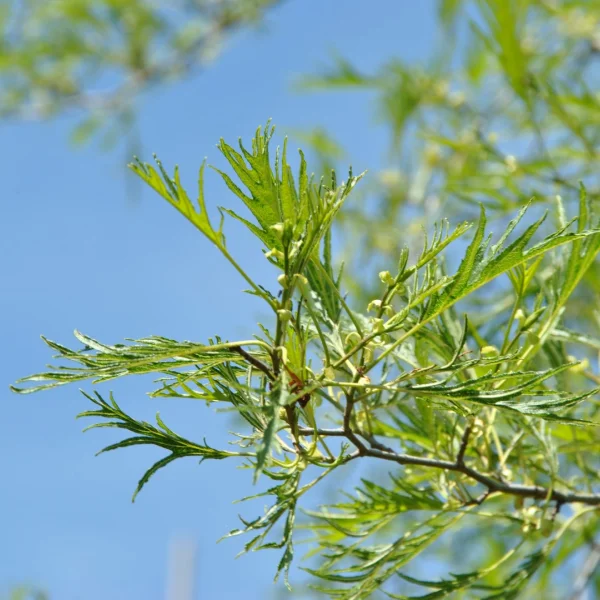 Alnus glutinosa 'Imperialis' – olše lepkavá 'Imperialis'