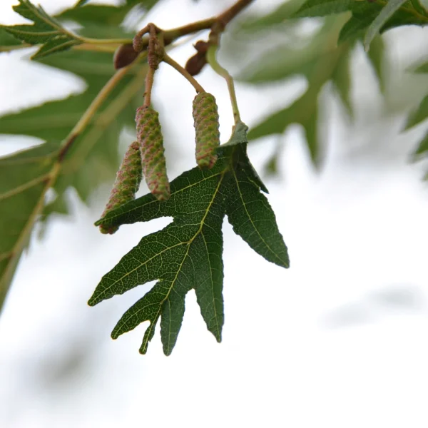Alnus glutinosa 'Laciniata' – olše lepkavá 'Laciniata'