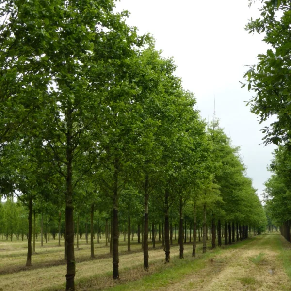 Alnus glutinosa 'Pyramidalis' – olše lepkavá 'Pyramidalis'
