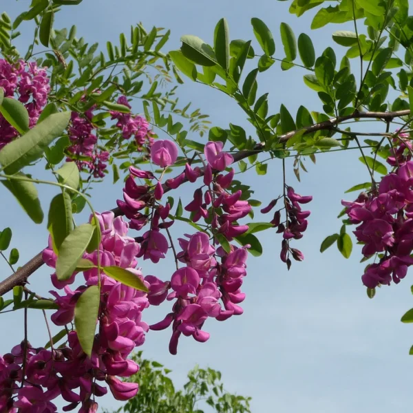 Robinia ×margaretta CASQUE ROUGE ('Pink Cascade') – trnovník akát ×margaretta CASQUE ROUGE ('Pink Cascade')