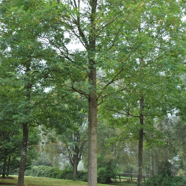 Robinia pseudoacacia 'Appalachia' – trnovník akát 'Appalachia'