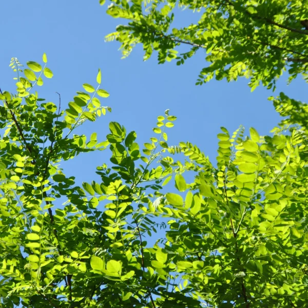 Robinia pseudoacacia 'Bessoniana' – trnovník akát 'Bessoniana'