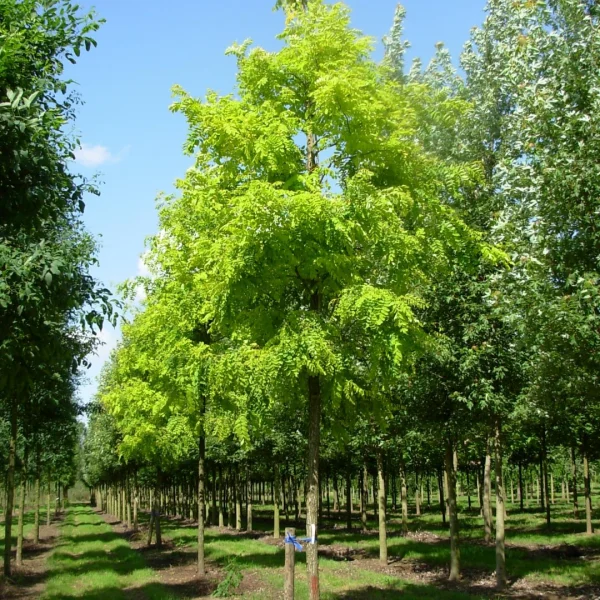 Robinia pseudoacacia 'Frisia' – trnovník akát 'Frisia'