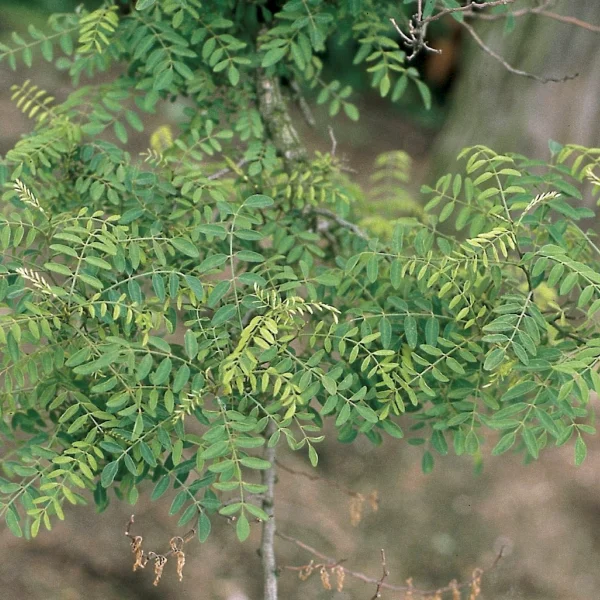 Robinia pseudoacacia 'Myrtifolia' – trnovník akát 'Myrtifolia'
