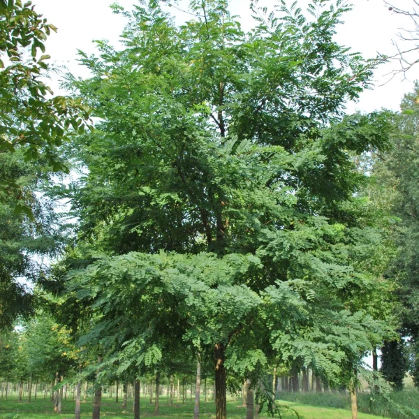 Robinia pseudoacacia 'Nyirségi' – trnovník akát 'Nyirségi'