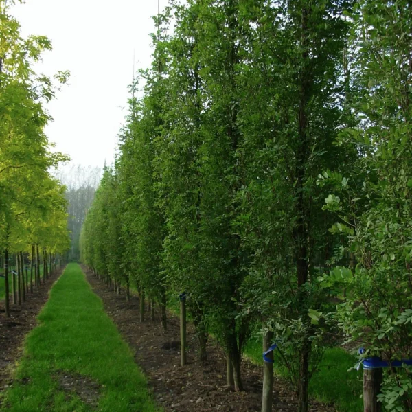 Robinia pseudoacacia 'Pyramidalis' – trnovník akát 'Pyramidalis'