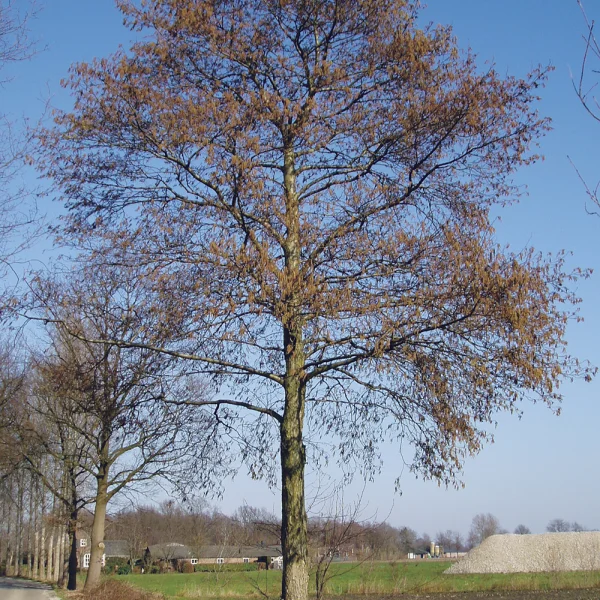 Alnus incana – olše šedá