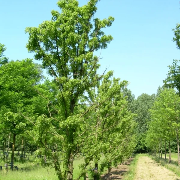 Robinia pseudoacacia 'Tortuosa' – trnovník akát 'Tortuosa'