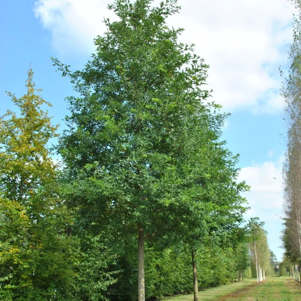Robinia pseudoacacia 'Unifoliola' – trnovník akát 'Unifoliola'