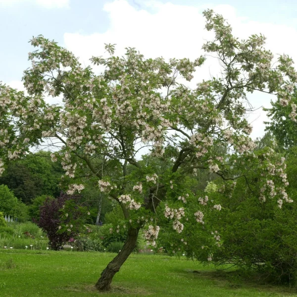 Robinia viscosa – trnovník lepkavý