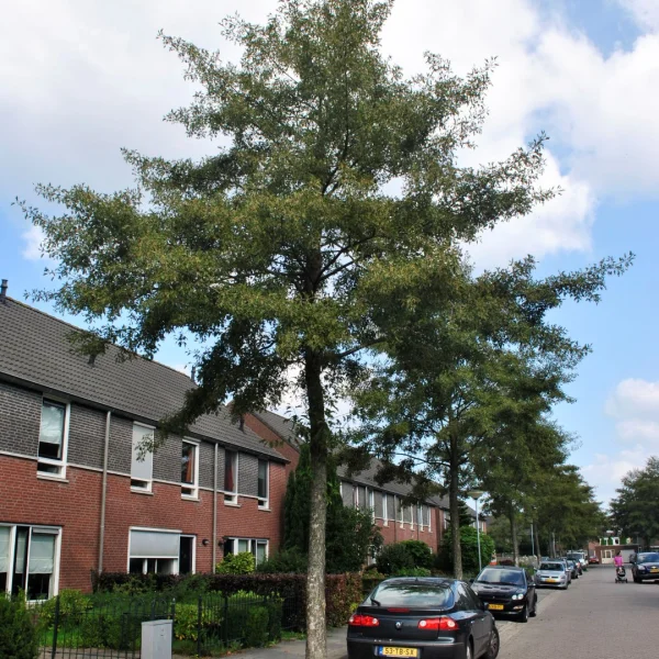 Alnus incana 'Laciniata' – olše šedá 'Laciniata'