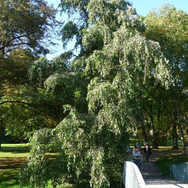 Alnus incana 'Pendula' – olše šedá 'Pendula'