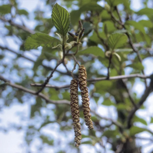 Alnus rubra – olše červená