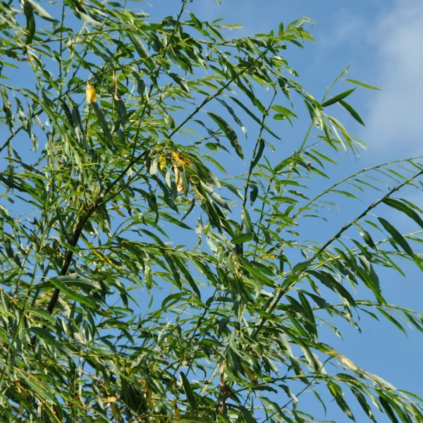 Salix acutifolia 'Pendulifolia' – vrba špičatolistá 'Pendulifolia'