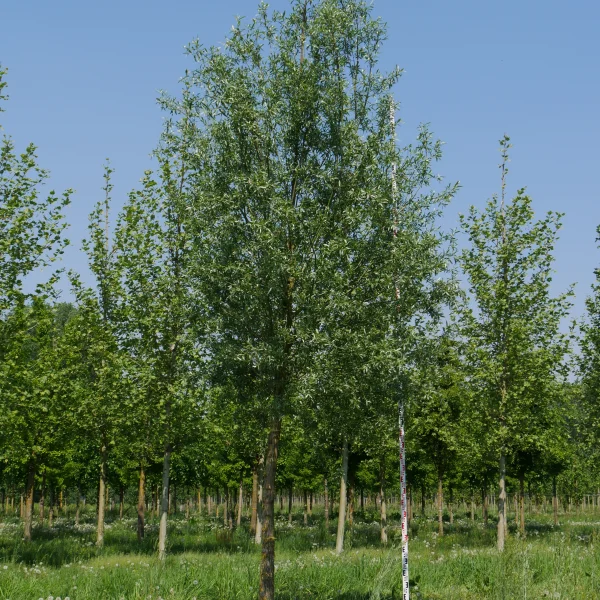 Salix alba 'Belders' – vrba bílá 'Belders'