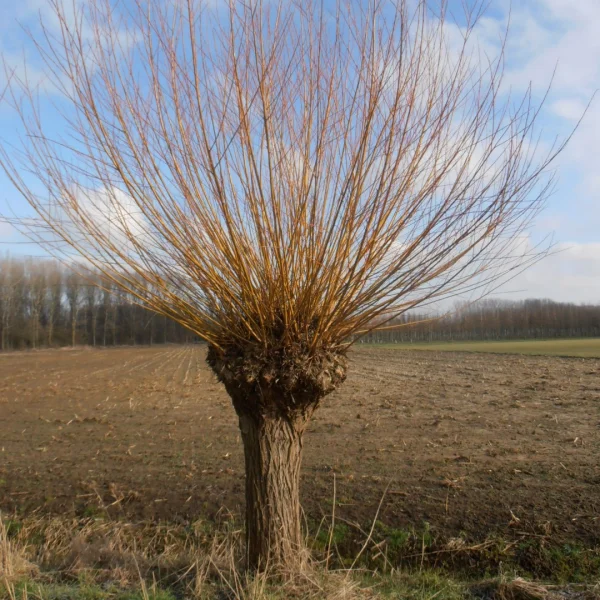 Salix alba 'Chermesina' – vrba bílá 'Chermesina'