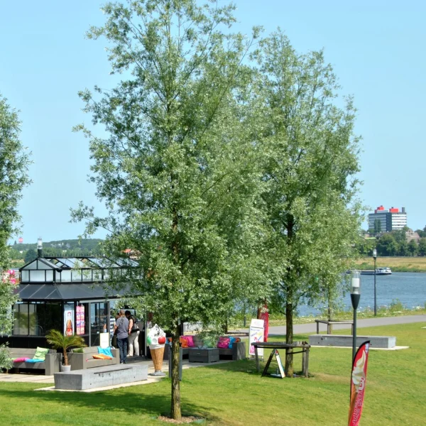 Salix alba 'Liempde' – vrba bílá 'Liempde'