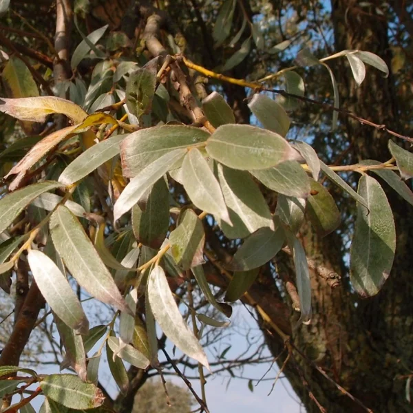 Salix alba 'Sericea' – vrba bílá 'Sericea'