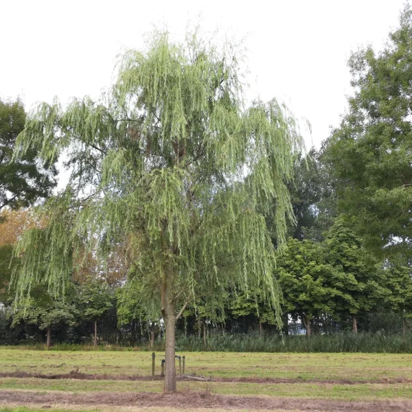 Salix babylonica – vrba babylónská