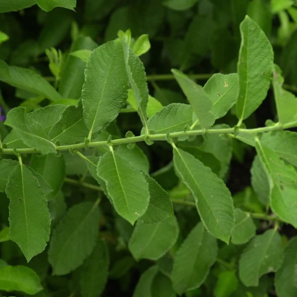 Salix cinerea – vrba popelavá