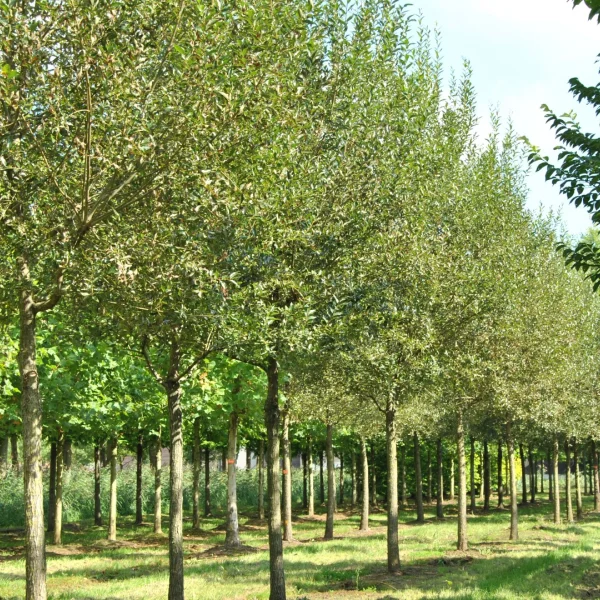 Salix fragilis – vrba křehká