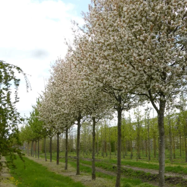 Amelanchier arborea 'Robin Hill' – muchovník stromovitý 'Robin Hill'