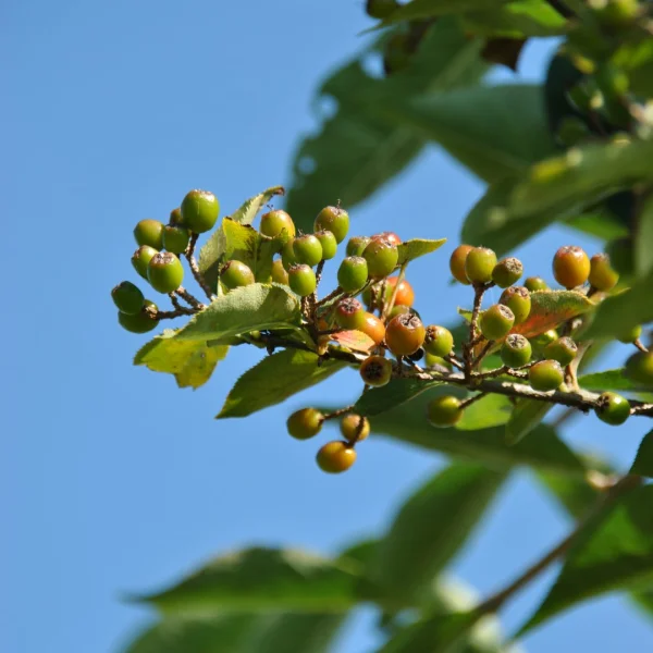 Amelanchier asiatica var. sinica – muchovník asijský var. Sinica