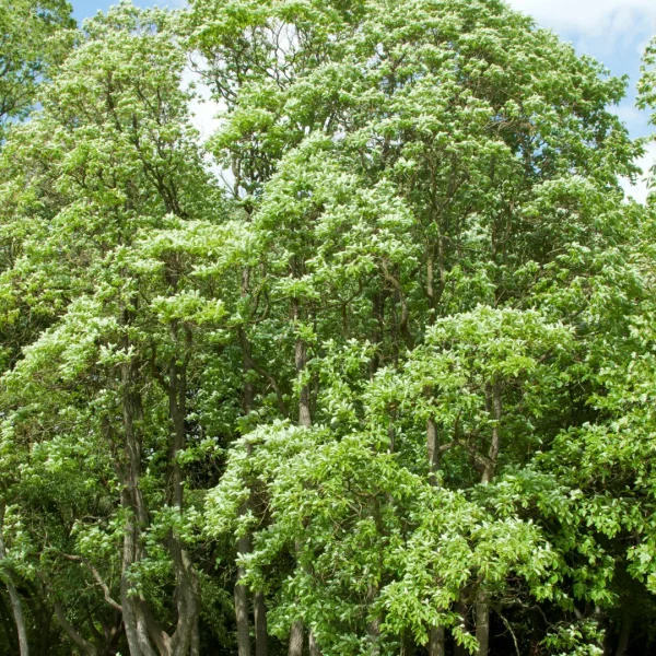 Sassafras albidum – kašťa bělavá