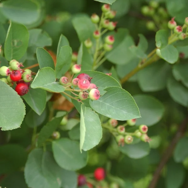 Amelanchier rotundifolia – muchovník vejčitý