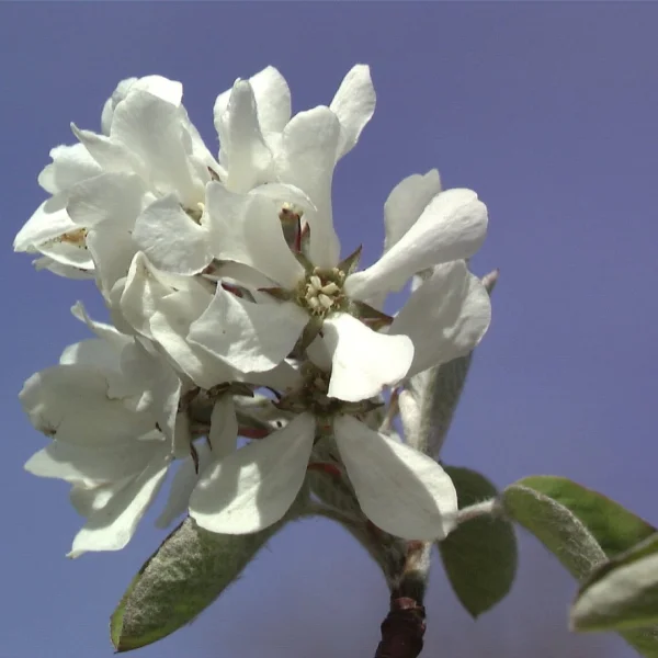 Amelanchier rotundifolia 'Edelweiss' – muchovník vejčitý 'Edelweiss'