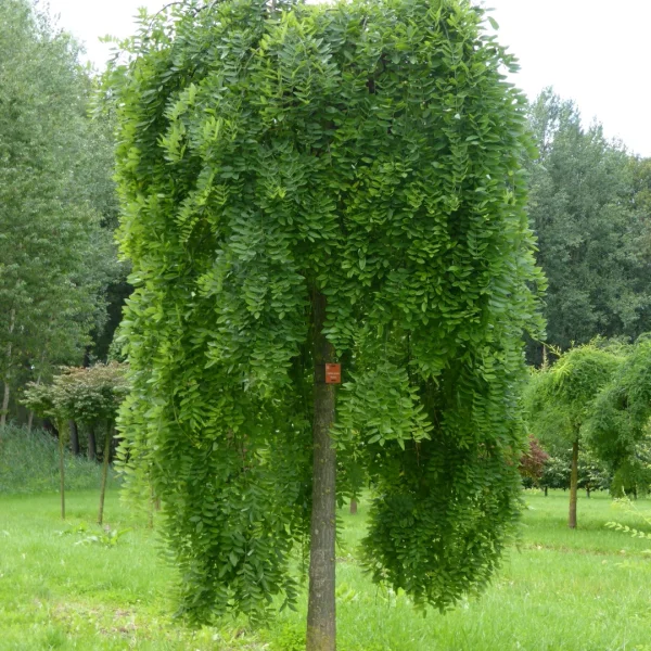 Styphnolobium japonicum 'Pendula' – jerlín japonský 'Pendula'