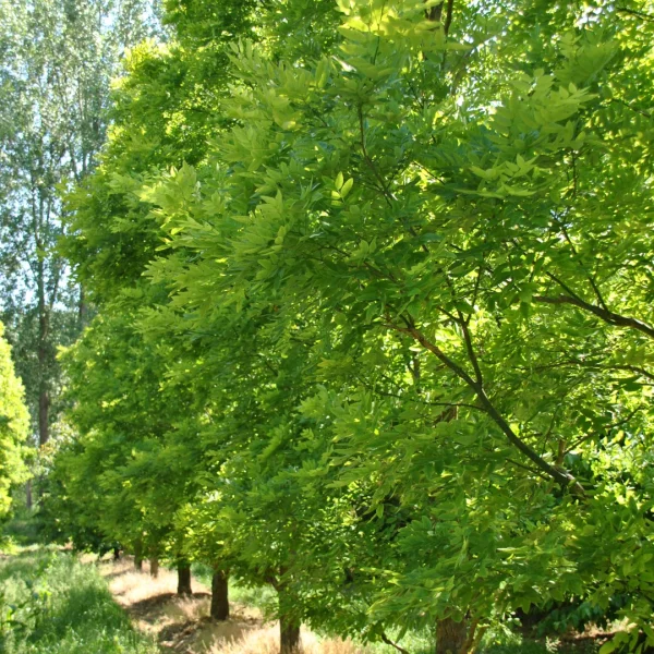 Styphnolobium japonicum PRINCETON UPRIGHT ('Fleright') – jerlín japonský PRINCETON UPRIGHT ('Fleright')