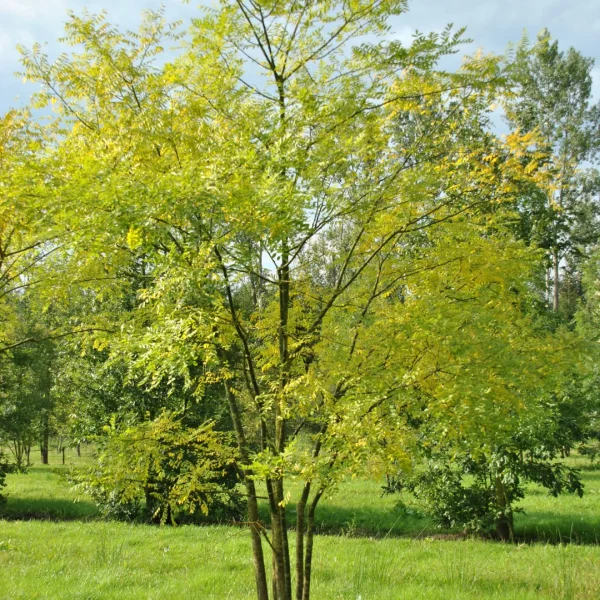 Styphnolobium japonicum 'Regent' – jerlín japonský 'Regent'