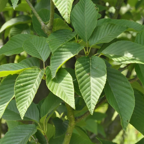 Sorbus alnifolia – jeřáb olšolistý