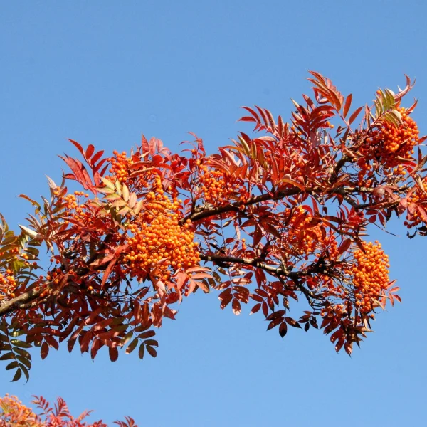 Sorbus americana – jeřáb americký