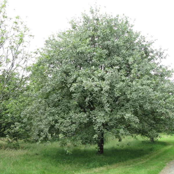 Sorbus aria – jeřáb muk