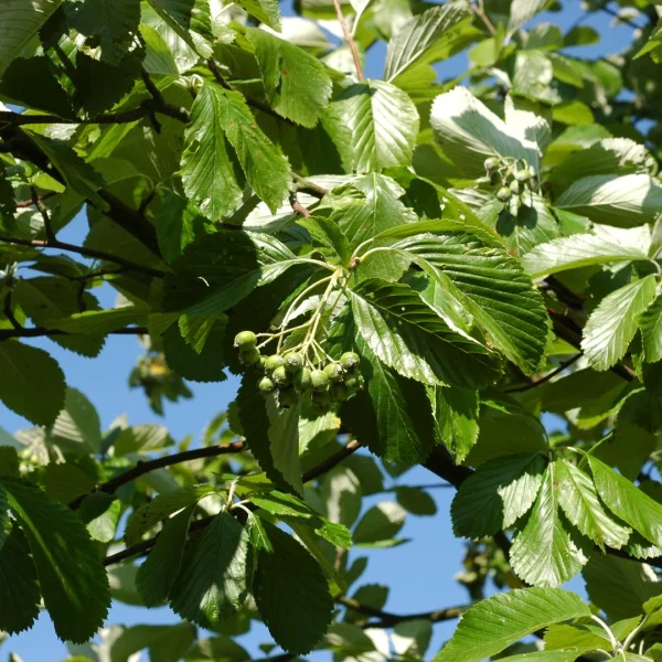 Sorbus aria 'Gigantea' – jeřáb muk 'Gigantea'