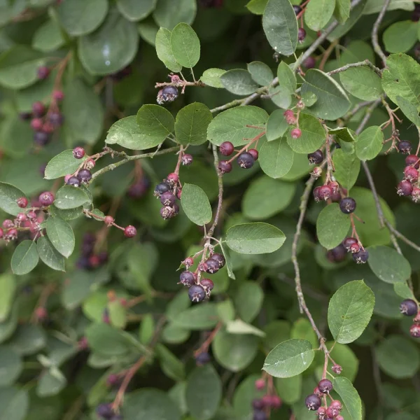 Amelanchier spicata – muchovník klasnatý