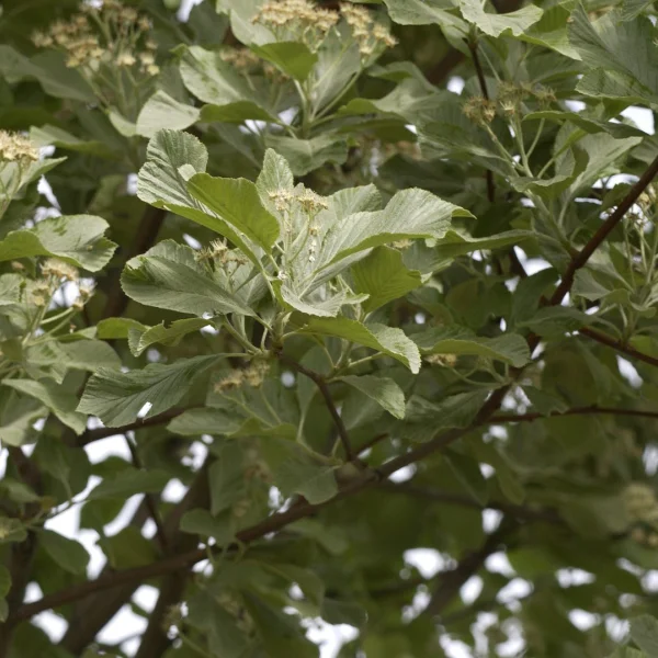 Sorbus aria 'Lutescens' – jeřáb muk 'Lutescens'
