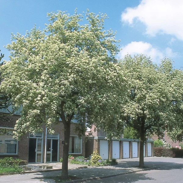 Sorbus aria 'Magnifica' – jeřáb muk 'Magnifica'