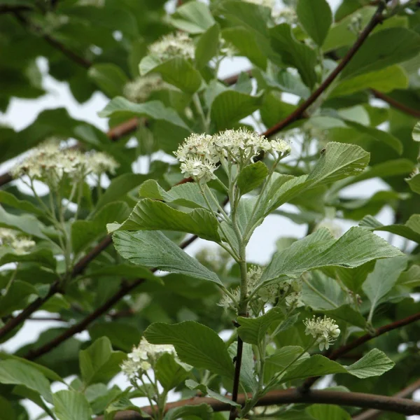 Sorbus aria 'Majestica' – jeřáb muk 'Majestica'