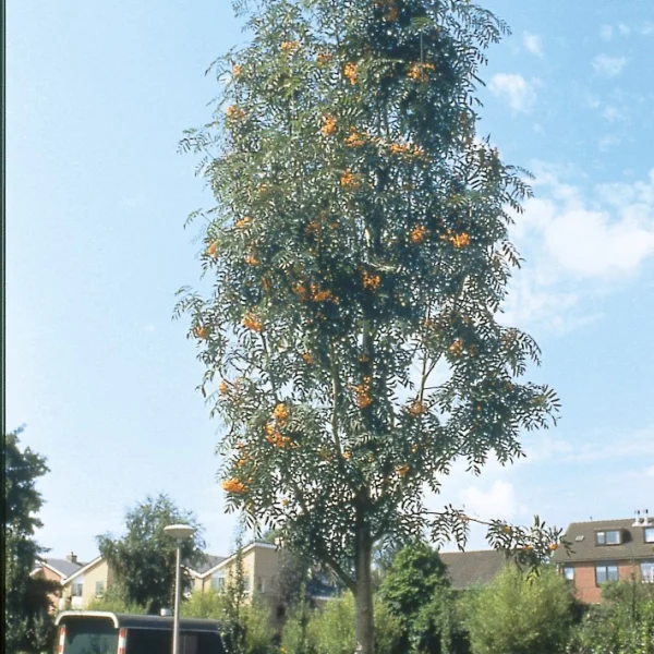 Sorbus ×arnoldiana 'Schouten' – jeřáb Arnoldův 'Schouten'