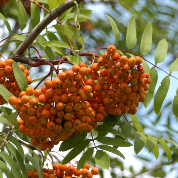 Sorbus aucuparia var. edulis – jeřáb ptačí var. edulis